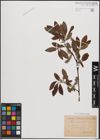 Foto von Salix daphnoides Vill.